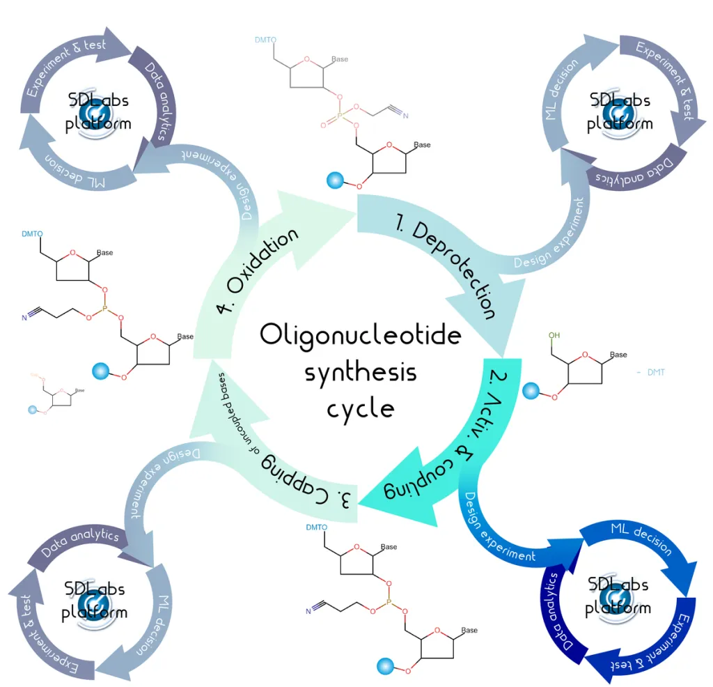 Infographic of oligonucleotide synthesis cycle; steps: 1. Deprotection, 2. Activation and coupling, 3. Capping, 4. Oxidation. Circular arrows, nucleotide structures, and side loops indicating experiment, ML decision, and data analytics on SD Labs platform.